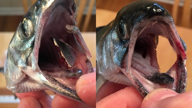 Fish head chinook salmon
